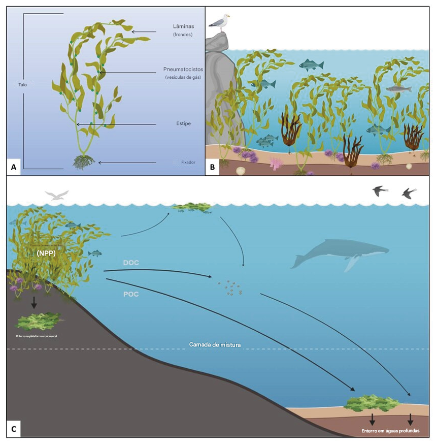 Transporte de macroalgas para guas mais profundas