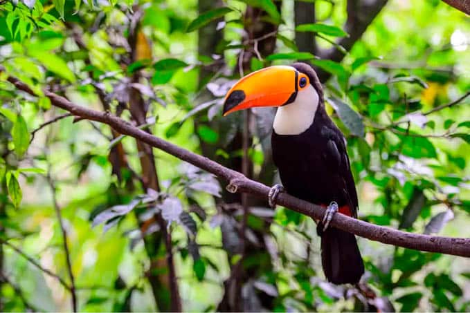 Um total de 23 metas foram estabelecidas para promover a regeneração dos biomas do Brasil