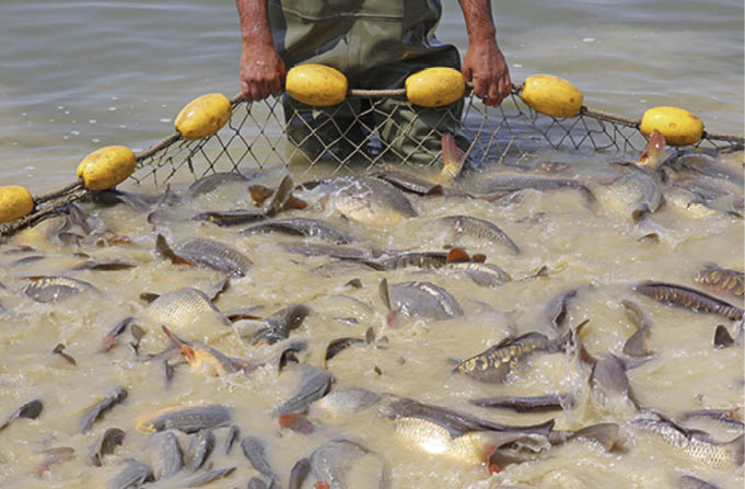 Várias espécies de peixes em um único tanque