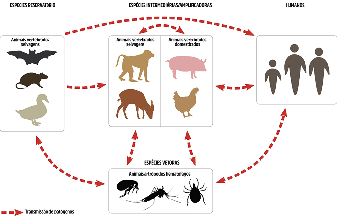 Vias de transmissão de zoonoses. Evitar epidemias de doenças infecciosas transmitidas pela vida selvagem exige foco nos fatores socioecológicos e uma reformulação do sistema alimentar global segundo The Lancet