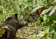 Projetos de fauna estão ajudando a conservação e curando os biomas brasileiros REINTRODUÇÃO DA ANTA NA RESERVA ECOLÓGICA DE GUAPIAÇU - Refauna