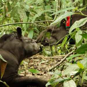 Projetos de fauna estão ajudando a conservação e curando os biomas brasileiros REINTRODUÇÃO DA ANTA NA RESERVA ECOLÓGICA DE GUAPIAÇU - Refauna