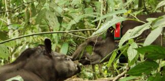 Projetos de fauna estão ajudando a conservação e curando os biomas brasileiros REINTRODUÇÃO DA ANTA NA RESERVA ECOLÓGICA DE GUAPIAÇU - Refauna