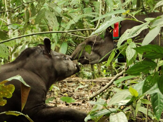 REINTRODUÇÃO DA ANTA NA RESERVA ECOLÓGICA DE GUAPIAÇU - Refauna
