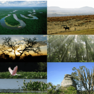 O labirinto fundiário que impede a conservação efetiva na Amazônia Conservação dos biomas - Imagem: F7 digitall