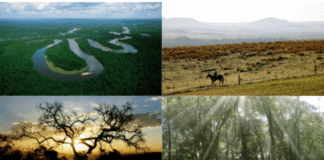 O labirinto fundiário que impede a conservação efetiva na Amazônia Conservação dos biomas - Imagem: F7 digitall