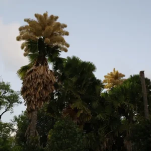 Palmeiras gigantes florescem no Flamengo após seis décadas Foto: Fernando Frazão/Agência Brasil