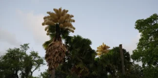 Palmeiras gigantes florescem no Flamengo após seis décadas Foto: Fernando Frazão/Agência Brasil