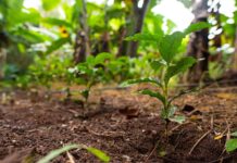 Brasil atualiza plano nacional para conter a perda de biodiversidade Foto Lucas Ninno/Diálogo Chino
