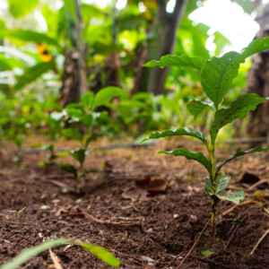 Brasil atualiza plano nacional para conter a perda de biodiversidade Foto Lucas Ninno/Diálogo Chino
