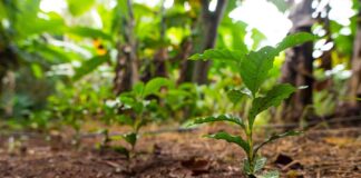 Brasil atualiza plano nacional para conter a perda de biodiversidade Foto Lucas Ninno/Diálogo Chino