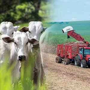 Tecnologia e sustentabilidade: o novo caminho para o nosso agro Imagem: Getty Images/iStockphoto