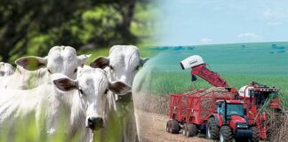 Tecnologia e sustentabilidade: o novo caminho para o nosso agro Imagem: Getty Images/iStockphoto