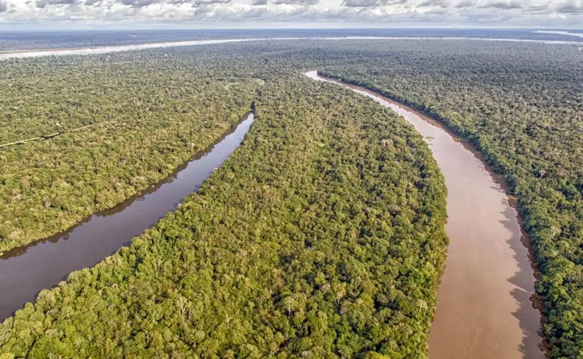 Supremo determina novas medidas contra desmatamento na Amazônia 1 Reprodução