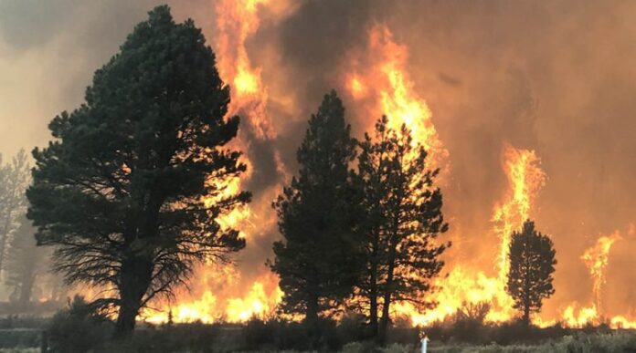 image-from-rawpixel-id-8754005-original-768x427 Foto: Departamento Florestal do Oregon