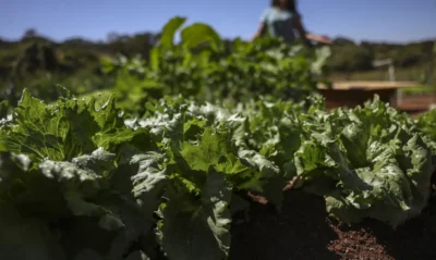 Reforma agrária avança no Sul e alia justiça social à proteção da terra 1 Marcelo Camargo/Agência Brasil