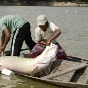 Ciência decifra DNA e cria escudo para peixes da Amazônia Foto: Adriano Gambarini/OPAN - Divulgação
