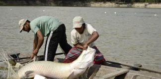 Ciência decifra DNA e cria escudo para peixes da Amazônia Foto: Adriano Gambarini/OPAN - Divulgação