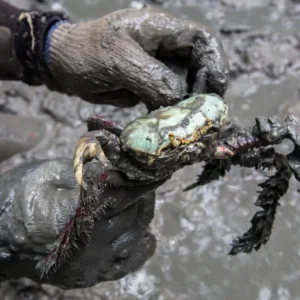 Defeso do caranguejo-uçá mobiliza 11 estados em 2026 Foto: Enrico Marone