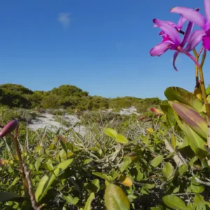 Inpe confirma queda do desmatamento em cinco biomas brasileiros em 2024 Foto: Gustavo Pedro/Divulgação