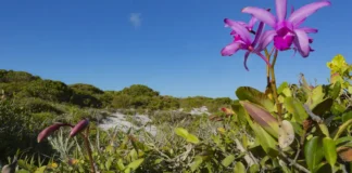 Brasil desafia métricas globais e cria padrão próprio para mercado de carbono Foto: Gustavo Pedro/Divulgação