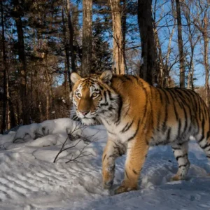 Cazaquistão lidera primeira reintrodução internacional de tigres Foto: Emmanuel Rondeau