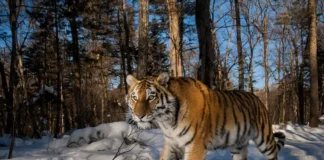 Cazaquistão lidera primeira reintrodução internacional de tigres Foto: Emmanuel Rondeau