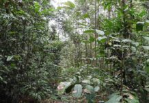 Brasil estreia nova Lei de Licenciamento sob tensão entre agro e ambientalistas Reprodução - Petrobrás