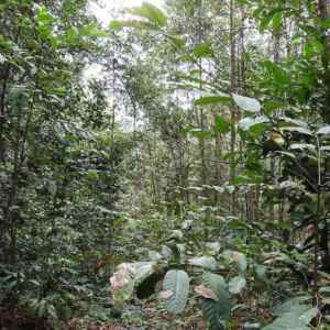 Brasil estreia nova Lei de Licenciamento sob tensão entre agro e ambientalistas Reprodução - Petrobrás