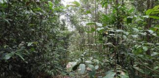 Brasil estreia nova Lei de Licenciamento sob tensão entre agro e ambientalistas Reprodução - Petrobrás