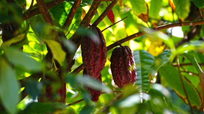 Free cacao tree closeup image, public domain CC0 photo. Reprodução - AIPC