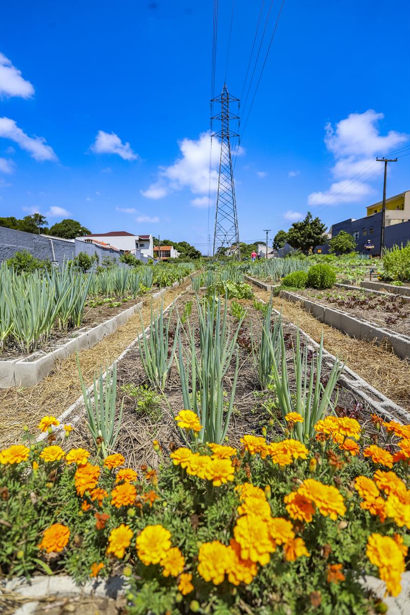 Reprodução - Prefeitura de Curitiba