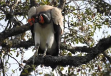 Declínio do urubu-rei acende alerta ambiental Reprodução - Animalia.bio