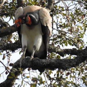 Declínio do urubu-rei acende alerta ambiental Reprodução - Animalia.bio