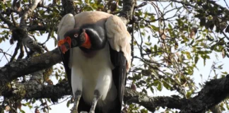 Declínio do urubu-rei acende alerta ambiental Reprodução - Animalia.bio