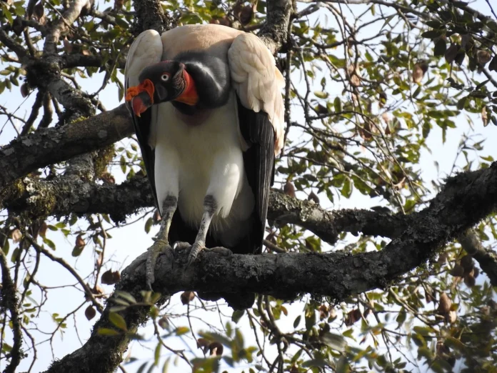 1440px-parque-estadual-do-turvo-anderson-cristiano-hendgen-05jpg Reprodução - Animalia.bio