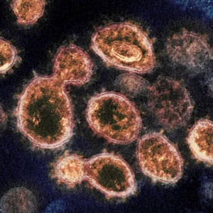 Fungos escondem soluções para crise antimicrobiana AP Photo / Instituto Nacional de Alergias e Doenças Infecciosas dos EUA, Laboratórios Rocky Mountain