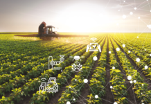 De donos da terra a donos de algoritmos: A nova dependência tecnológica Reprodução - Petrovina Sementes