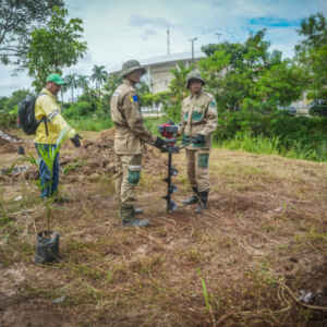 Porto Velho aposta em microflorestas urbanas e transforma vazios em pomares públicos Divulgação - Porto Velho