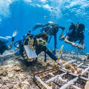 Brasil ratifica pacto global para transformar o alto mar em santuário vigiado Foto da ONU/Competição Internacional para o Dia Mundial dos Oceanos 2023.