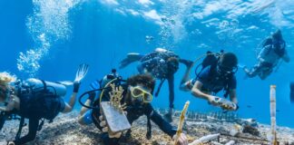 Brasil ratifica pacto global para transformar o alto mar em santuário vigiado Foto da ONU/Competição Internacional para o Dia Mundial dos Oceanos 2023.