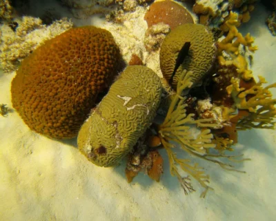 Coral no oceano - Reprodução