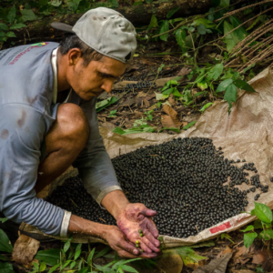 Governo abre inscrições para regularizar 30 mil famílias na Amazônia com R$ 600 milhões Governo investe R$ 600 mi para regularizar famílias no Norte