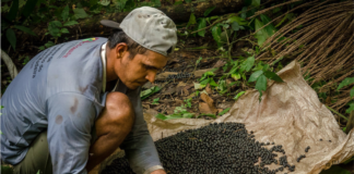 Governo abre inscrições para regularizar 30 mil famílias na Amazônia com R$ 600 milhões Governo investe R$ 600 mi para regularizar famílias no Norte