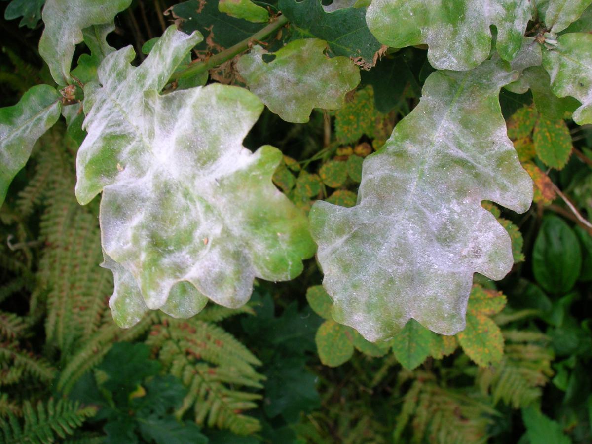 Fungos escondem soluções para crise antimicrobiana 1 Reprodução