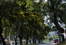 Arborização, além da estética, vira estratégia de saúde pública e combate à segregação Foto: Marcelo Camargo/Agência Brasil