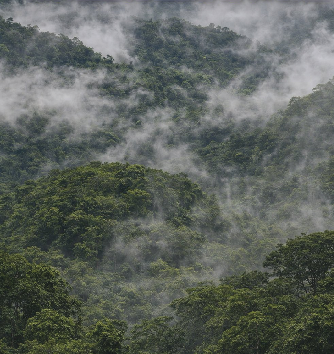 A floresta amazônica é um dos lugares mais úmidos do planeta, e parte da razão para isso é que ela cria sua própria chuva