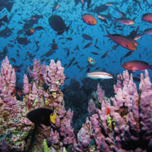 As mudanças climáticas na indústria global de frutos do mar A indústria de frutos do mar depende da produtividade oceânica, da abundância de espécies e da estabilidade do ecossistema