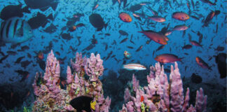 As mudanças climáticas na indústria global de frutos do mar A indústria de frutos do mar depende da produtividade oceânica, da abundância de espécies e da estabilidade do ecossistema