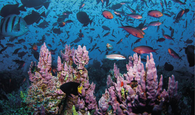 A indústria de frutos do mar depende da produtividade oceânica, da abundância de espécies e da estabilidade do ecossistema A indústria de frutos do mar depende da produtividade oceânica, da abundância de espécies e da estabilidade do ecossistema